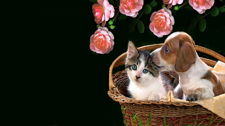 cat, dog, cute, whiskers, kitten, puppy, flower, puppy love, HD wallpaper