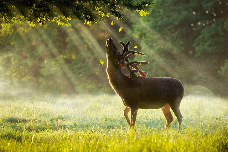 photography, sun rays, trees, grass, sunlight, leaves, deer, HD wallpaper