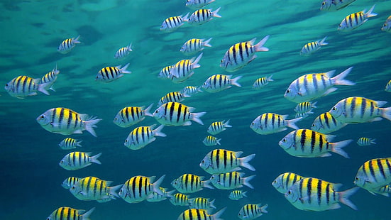 fish, ocean, yellow, school, fishes, underwater, HD wallpaper HD wallpaper