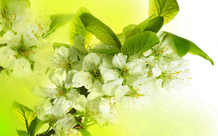 fleurs de cerisier blanches, feuilles, fleurs, branches, lumineux, beauté, pétales, blanc, pomme, floraison, printemps, fleurs, pommier, Fond d'écran HD
