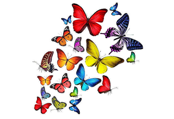 различни цветове пеперуди, пеперуда, цветни, ярки, пеперуди, дъга, HD тапет