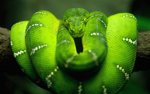 緑のヘビ、動物、エメラルドツリーボア、ボア、ヘビ、 HDデスクトップの壁紙 HD wallpaper