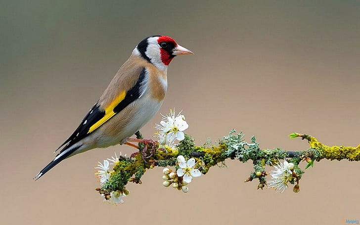 Uccello colorato sul ramo fiorito, uccelli, animali, colorato, ramo di un albero, fiori, Sfondo HD