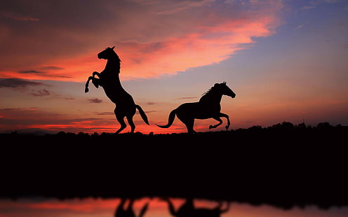 Cute animals horses, silhouette photo of rearing horse and running horse, cute, animals, horse, HD wallpaper HD wallpaper