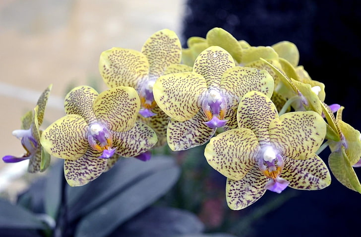 yellow and purple petaled flowers, orchid, branch, flower, spotted, exotic, HD wallpaper