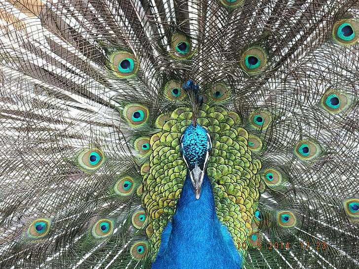 macro photography of blue and green peacock, macro photography, blue, green peacock, bird, awesome, zoo, tag, Fujifilm  Finepix, peacock, feather, animal, wildlife, nature, multi Colored, male Animal, tail, beak, elegance, green Color, vibrant Color, colors, pattern, HD wallpaper