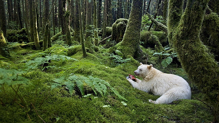vit björn, skog, björn, måltid, albino, HD tapet