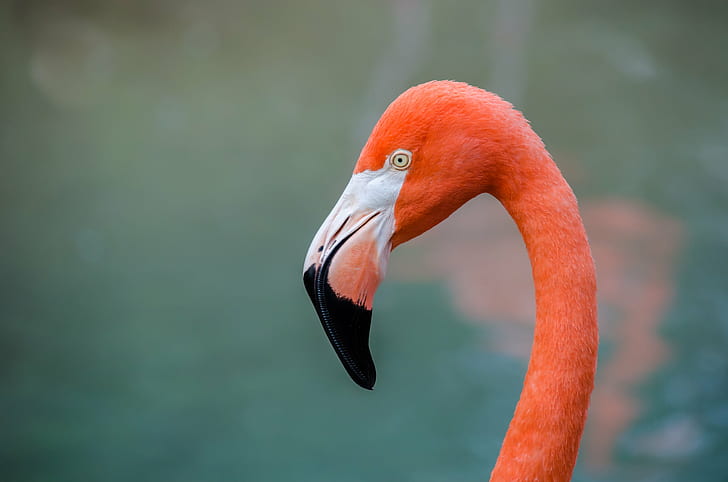 closeup photography of flamingo, flamingo, Flamingo, closeup photography, bird, wildlife, nature, animal, beak, red, feather, animals In The Wild, HD wallpaper