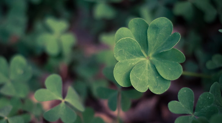 Lucky Clover, green multi-petal leaf in selective focus photography,  Holidays, HD wallpaper | Wallpaperbetter