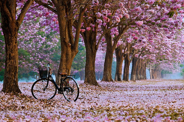 велосипед, вишня в цвету, деревья, транспортное средство, HD обои