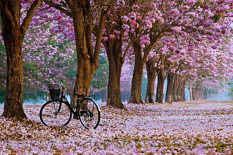 велосипед, вишня в цвету, деревья, транспортное средство, HD обои HD wallpaper