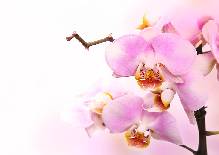 pink petaled flowers, flowers, tenderness, beauty, petals, orchids, buds, Orchid, pink, Phalaenopsis, branch, pale pink, HD wallpaper