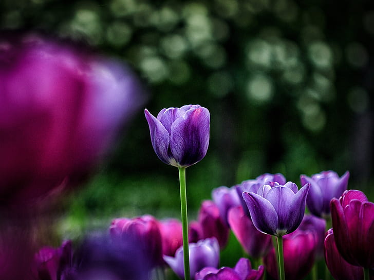 Primer plano de flores, tulipanes, rosa, púrpura, desenfoque, flores, tulipanes, rosa, púrpura, desenfoque, Fondo de pantalla HD