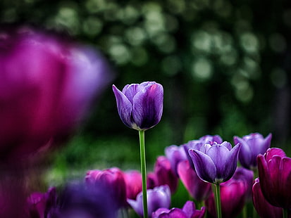 Flowers close-up, tulips, pink, purple, blur, Flowers, Tulips, Pink, Purple, Blur, HD wallpaper HD wallpaper