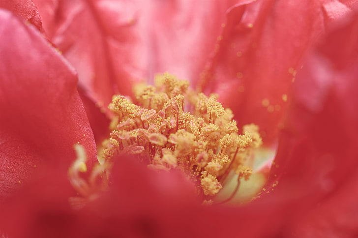 Natur, Makro, Blumen, Pollen, HD-Hintergrundbild