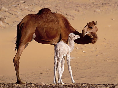 figurine cheval marron et blanc, animaux, chameaux, bébés animaux, sable, Fond d'écran HD HD wallpaper