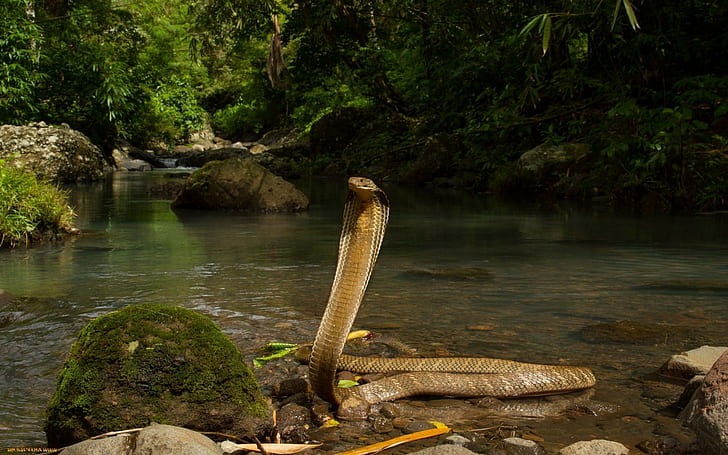 free download | animals snake reptiles cobra, HD wallpaper | Wallpaperbetter