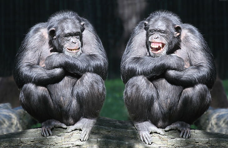 шимпанзе, маймуна, двойка, забавни, сладки животни, HD тапет