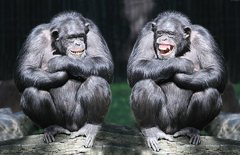 chimpanzee, monkey, couple, funny, cute animals, HD wallpaper HD wallpaper