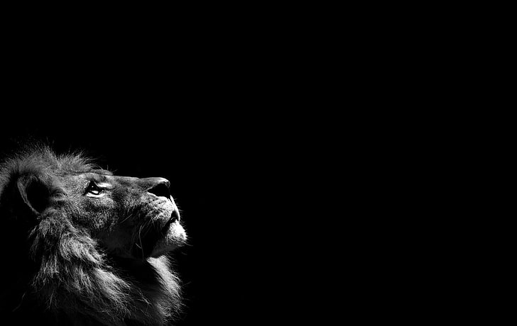 gråskalefotografering av lejonillustration, svartvitt, lejon, djur, HD tapet