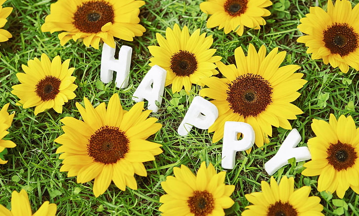 scatted sunflower with happy text overlay, sunflowers, grass, meadow, inscription, wish, HD wallpaper