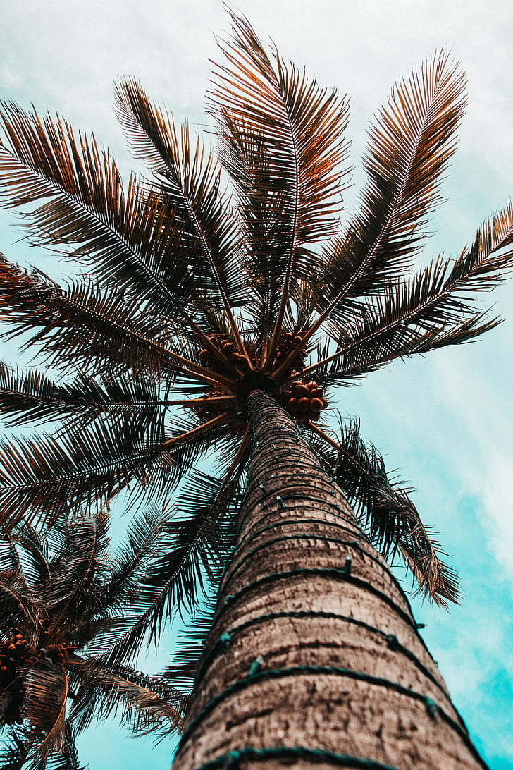 palma, gałęzie, pień, drzewo, widok z dołu, Tapety HD, tapety na telefon