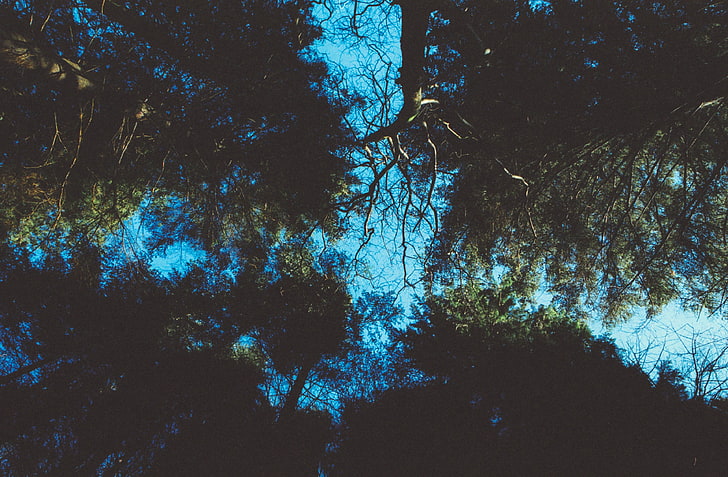 파란색과 검은 색 나무 그림, 식물, 나무, 하늘, HD 배경 화면