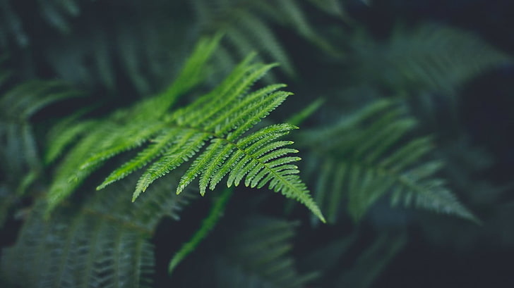 grünblättrige Pflanze, grün, Farne, HD-Hintergrundbild