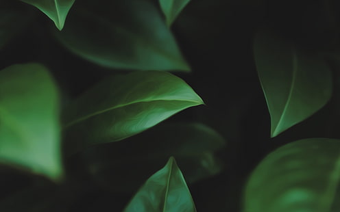 folhas verdes, fotografia de foco seletivo de folhas verdes, folhas, macro, plantas, HD papel de parede HD wallpaper