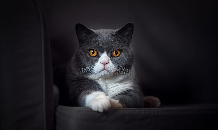 kedi, hayvanlar, sarı gözler, kedi, HD masaüstü duvar kağıdı