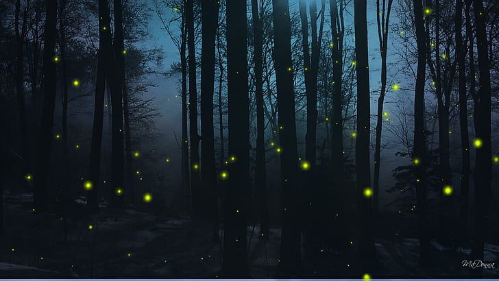 Firefly Nights, firefox persona, woods, dark, trees, forest, blue, widescreen, fireflies, night, 3d and abstract, HD tapet