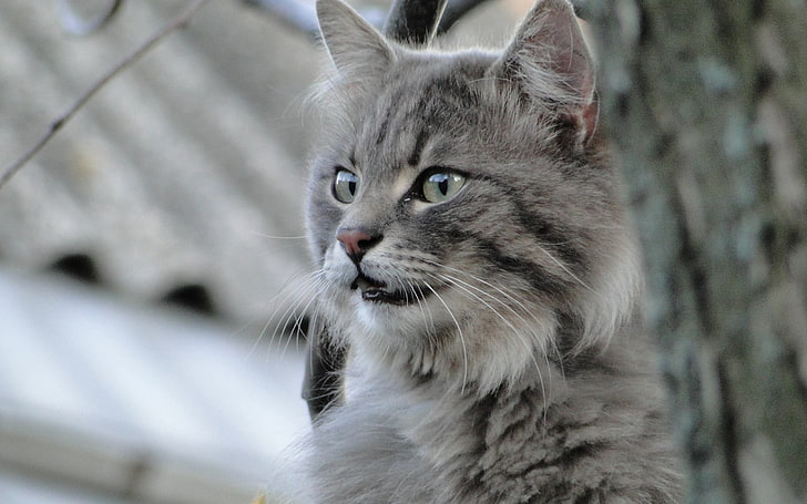 gray cat, cat, fluffy, face, eyes, HD wallpaper