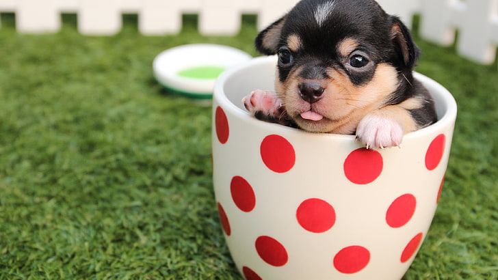 white and red polka-dot ceramic mug, animals, dog, HD wallpaper