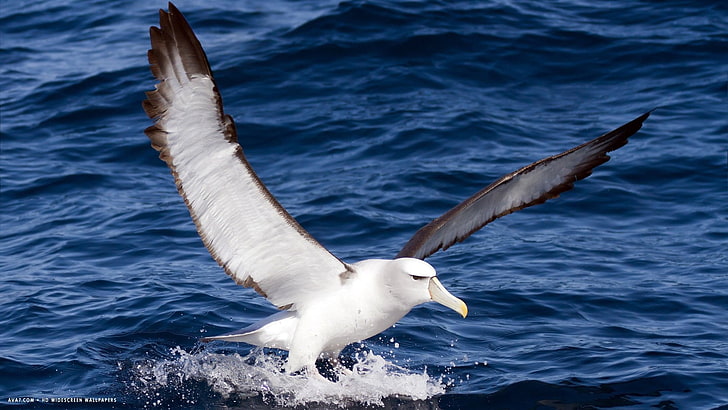 Albatros, Vogel, Vögel, Seevogel, HD-Hintergrundbild