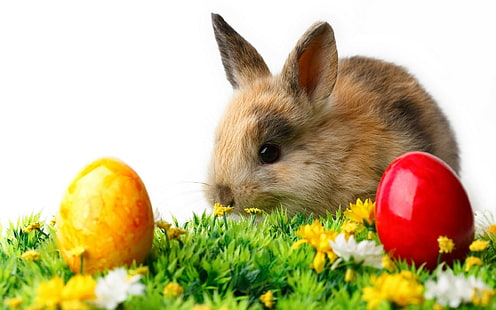 أرانب حيوانات طفل بيض حيوانات عيد الفصح، خلفية HD HD wallpaper