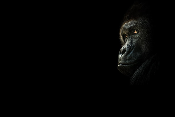 gorila negro, mira, mono, gorila, fondo negro, el fondo oscuro, Fondo de pantalla HD