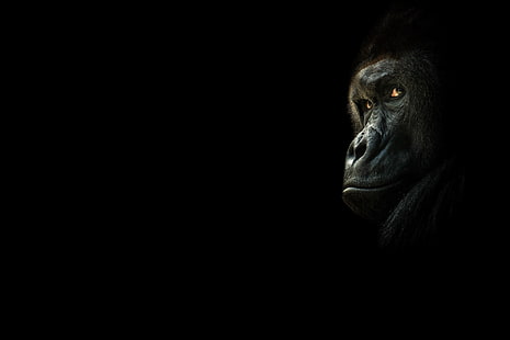 gorilla nero, guarda, scimmia, gorilla, sfondo nero, lo sfondo scuro, Sfondo HD HD wallpaper