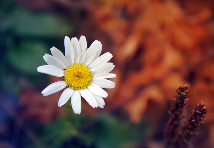 white daisy flower, daisy, flower, petals, close-up, HD wallpaper