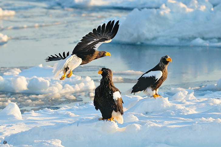 Hokkaido, Japão, três pássaros pretos de marrons e brancos, neve, predador, inverno, Japão, Hokkaido, falcão, pássaro, águia-marinha de Steller, HD papel de parede