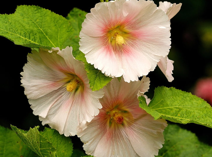 pink petaled flower, mallow, flower, close-up, HD wallpaper