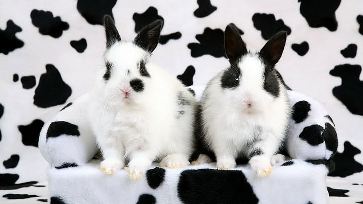 Cow Print Bunny Rabbit HD, two balck and white rabbits, animals, rabbit, bunny, cow, print, HD wallpaper
