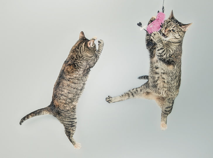 Funny Cats HD Wallpaper, two brown tabby cats, Funny, Creature, Kitten, Small, Jumping, Young, Play, Fluffy, Kitty, Tabby, Playful, Cats, Feline, Group, Attack, Animals, Studio, Jump, Cute, pets,Poilu, adorable, domestique, expression, mammifère, Fond d'écran HD