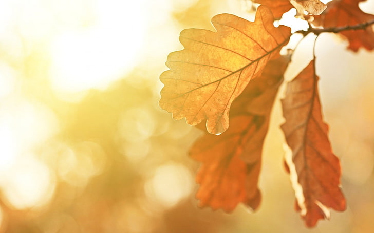 Braunblättrige Pflanze, Herbst, Blätter, Eiche, Sonnenlicht, Pflanzen, HD-Hintergrundbild