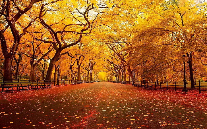 maple trees, landscape, street, leaves, fall, HD wallpaper