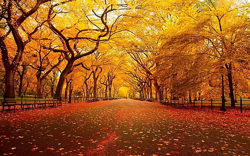 maple trees, landscape, street, leaves, fall, HD wallpaper HD wallpaper