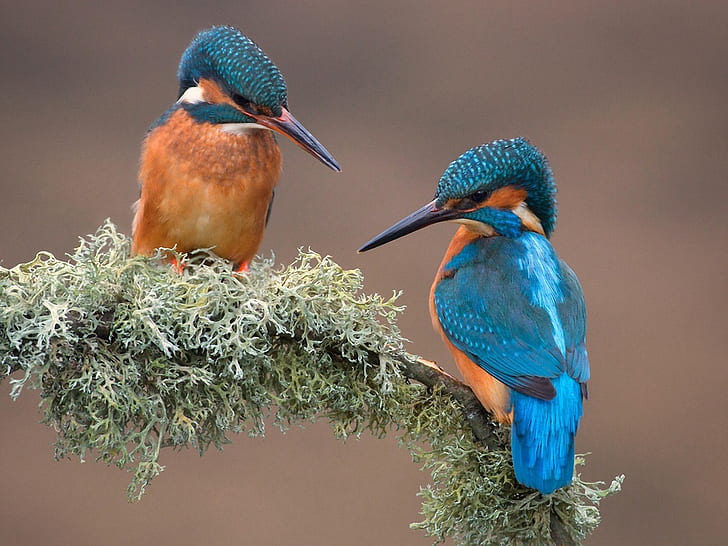 Two birds, kingfisher, branch, moss, Two, Birds, Kingfisher, Branch, Moss, HD  wallpaper | Wallpaperbetter