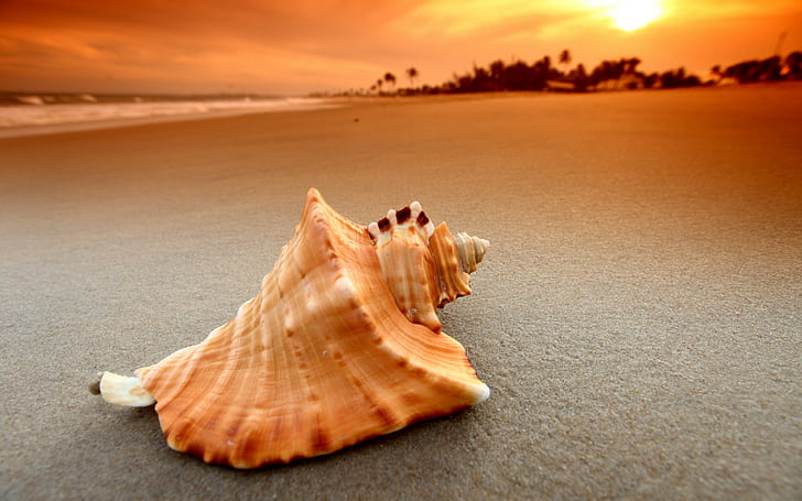 plage, sable, coucher de soleil, mer, vagues, nature, coquillages, Fond d'écran HD