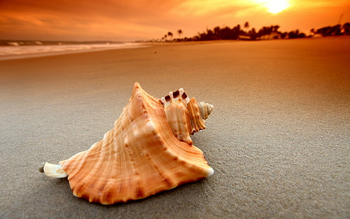 beach, sand, sunset, sea, waves, nature, seashells, HD wallpaper HD wallpaper
