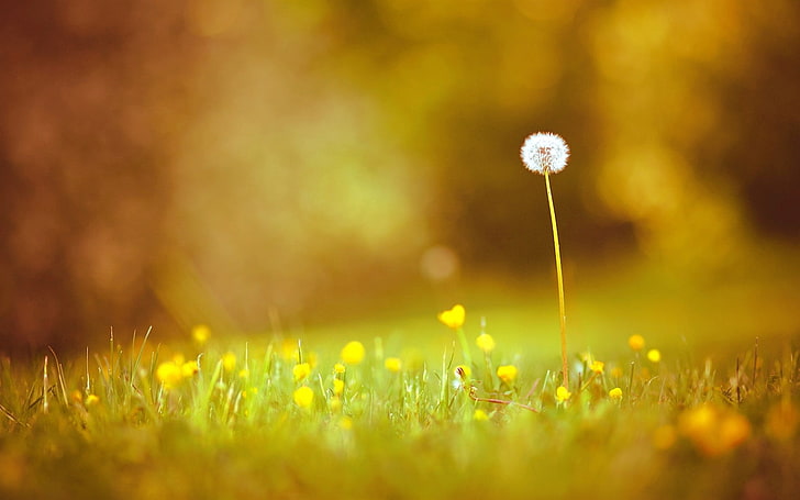 природа цветя трева макро глухарчета hdr фотография дълбочина на полето 1920x1200 Природни полета HD изкуство, природа, цветя, HD тапет