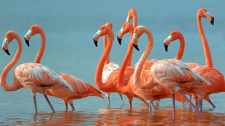 Flamingos Beautiful Exotic Birds Desktop Hd Wallpaper, HD wallpaper